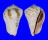 STROMBIDAE STROMBUS LUHUANUS shell