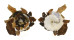 XENOPHORIDAE XENOPHORA CRISPA shell