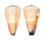 CONIDAE CONUS FLAVIDUS shell