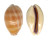 CYPRAEIDAE LYNCINA LEVIATHAN TITAN shell