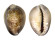CYPRAEIDAE CYPRAEA CAPUTSERPENTIS shell