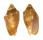 VOLUTIDAE CYMBIOLA VESPERTILIO shell