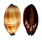 CYPRAEIDAE TALPARIA TALPA shell
