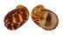 NERITIDAE NERITA SIGNATA shell