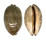 CYPRAEIDAE MAURITIA EGLANTINA shell
