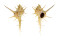 MURICIDAE MUREX FALSITRIBULUS shell