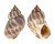 BUCCINIDAE BABYLONIA PIEROANGELAI shell