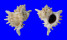 MURICIDAE CHICOREUS RAMOSUS shell