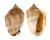 CASSIDAE PHALIUM BANDATUM shell
