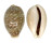 CYPRAEIDAE CYPRAEA VITELLUS shell