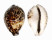 CYPRAEIDAE CYPRAEA TIGRIS shell