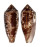 CONIDAE CONUS AUREUS shell