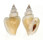 STROMBIDAE STROMBUS CANARIUM shell