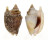 STROMBIDAE STROMBUS AURISDIANAE shell