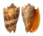 VOLUTIDAE CYMBIOLA IMPERIALIS shell