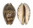 CYPRAEIDAE MAURITIA GRAYANA shell