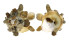 XENOPHORIDAE XENOPHORA CRISPA shell