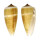 CONIDAE CONUS RADIATUS shell