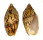 VOLUTIDAE CYMBIOLA VESPERTILIO shell