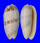 OLIVIDAE OLIVA SERICEA shell