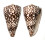 CONIDAE CONUS BANDANUS shell