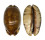 CYPRAEIDAE MAURITIA ARABICA shell