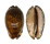 CYPRAEIDAE MAURITIA ARABICA shell