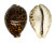 CYPRAEIDAE CYPRAEA TIGRIS shell