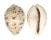 CYPRAEIDAE CYPRAEA TIGRIS PARDALIS shell