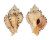 MURICIDAE CHICOREUS STAINFORTHI shell
