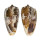 CONIDAE CONUS CUVIERI shell