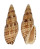 VOLUTIDAE LYRIA PATBAILI shell