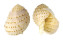 TONNIDAE TONNA DOLIUM shell