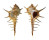 MURICIDAE MUREX FALSITRIBULUS shell