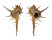 MURICIDAE MUREX FALSITRIBULUS shell