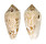 CONIDAE CONUS TEXTILE SCRIPTUS shell