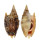 STROMBIDAE STROMBUS AURISDIANAE shell