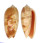 OLIVIDAE OLIVA MINIACEA SYLVIA shell