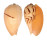 VOLUTIDAE MELO BRODERIPII shell