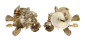 XENOPHORIDAE XENOPHORA PALLIDULA shell