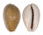 CYPRAEIDAE EROSARIA PORARIA shell