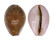 CYPRAEIDAE EROSARIA PORARIA shell