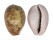 CYPRAEIDAE EROSARIA PORARIA shell