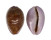 CYPRAEIDAE EROSARIA PORARIA shell