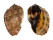 HARPIDAE HARPA cf. DAVIDIS shell