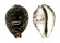 CYPRAEIDAE CYPRAEA TIGRIS IONTHODES shell