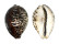 CYPRAEIDAE CYPRAEA TIGRIS shell