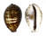 CYPRAEIDAE CYPRAEA TIGRIS shell