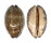 CYPRAEIDAE MAURITIA EGLANTINA shell