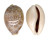 CYPRAEIDAE CYPRAEA VITELLUS shell